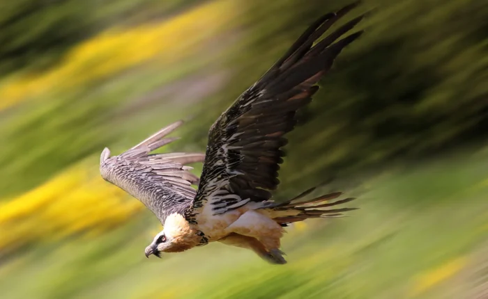 Lammergeier Bearded Vulture Tibet 1 scaled