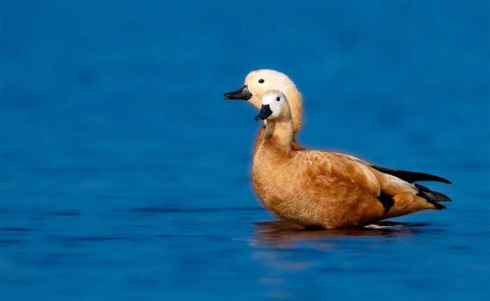 Ruddy Shelduck Tibet