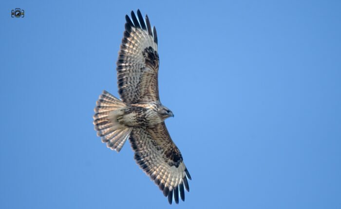 Tibet Himalayan Upland Buzzard 
