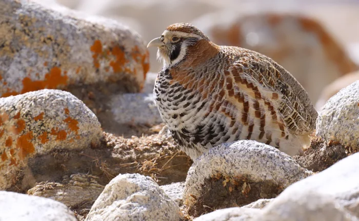 Tibetan Partridge