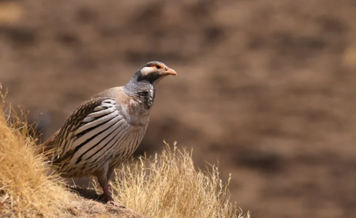 Tibetan Snowcock
