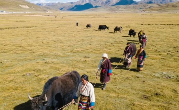 Yak Tibet qinghai plateau24