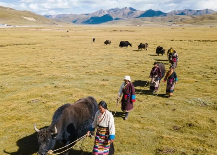 Yak Tibet qinghai plateau24