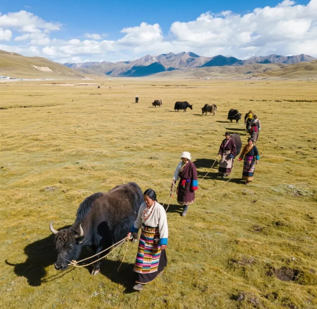 Yak Tibet qinghai plateau24