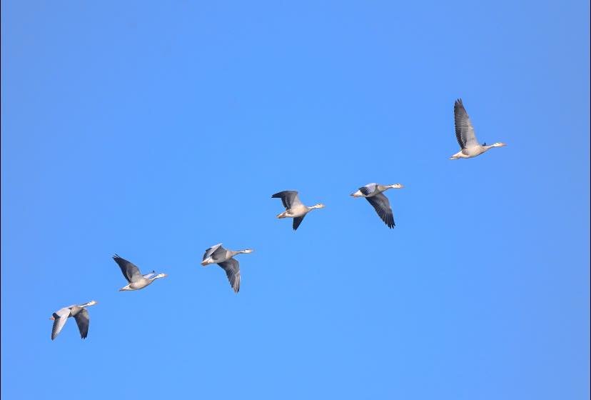 bar-headed geese Tibet - Tour Travel Tibet: Expert Tibet Tours & Permits
