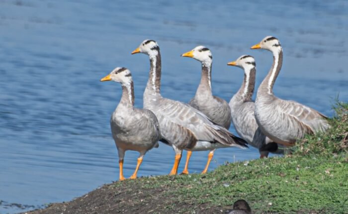 bar headed goose tibet 1