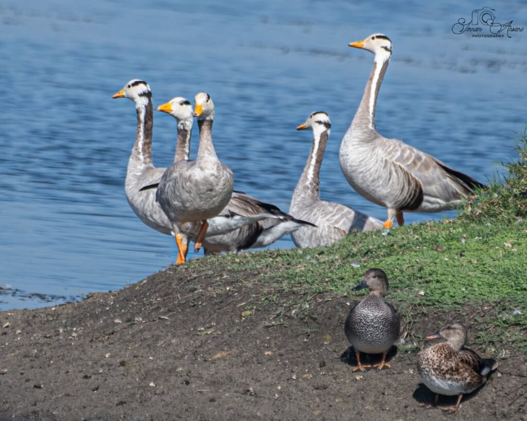bar-headed goose tibet 2 - Tour Travel Tibet: Expert Tibet Tours & Permits