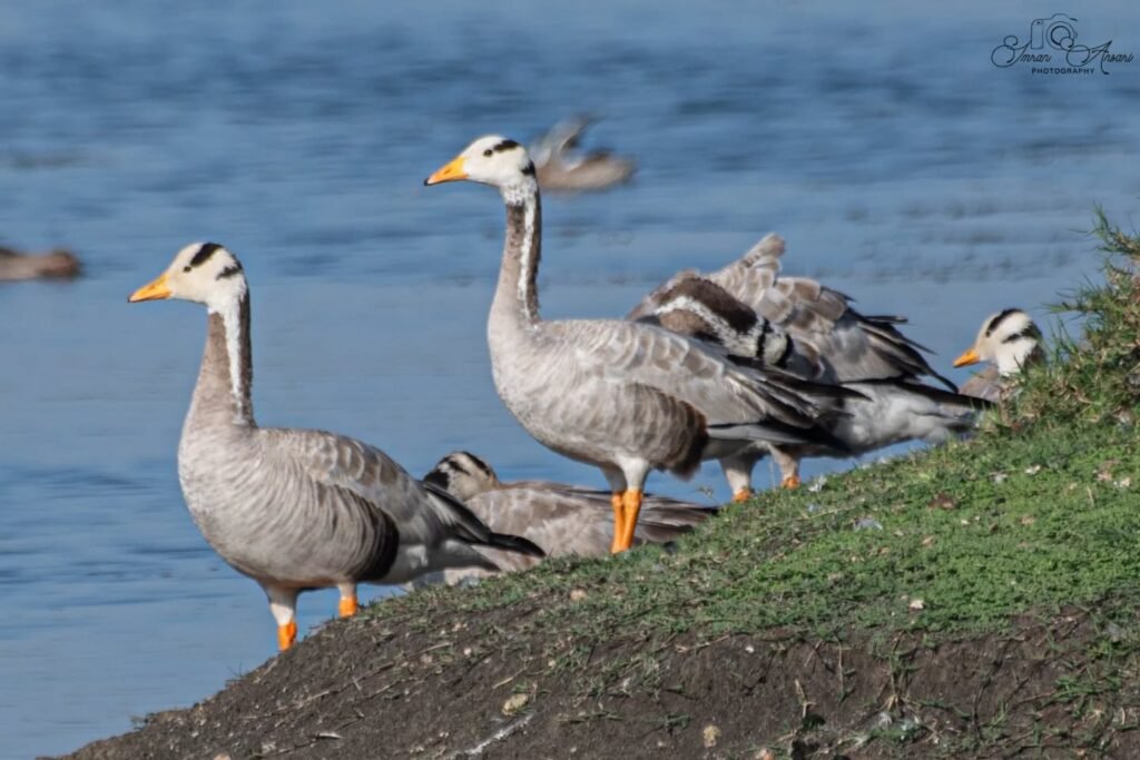 bar-headed goose tibet 3 - Tour Travel Tibet: Expert Tibet Tours & Permits