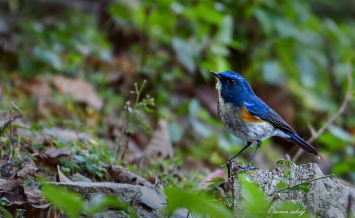 himalayan Blue Robin tibet 2
