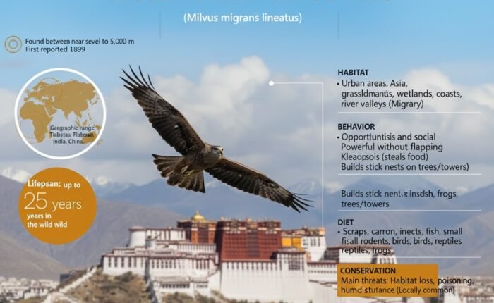 tibetan Black eared Kite