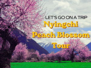 Nyingchi Peach Blossom tour1