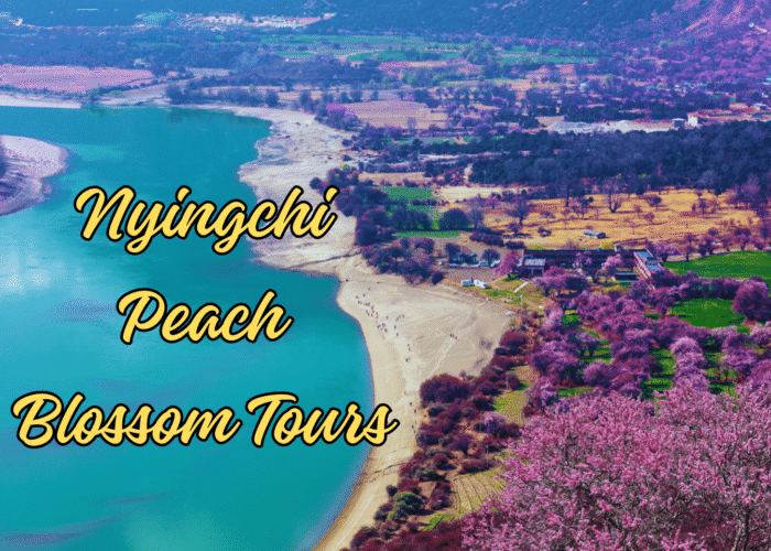 Nyingchi Peach Blossom tour3