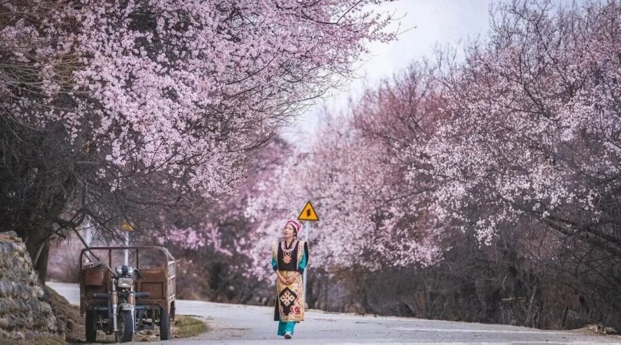 Nyingchi Peach Blossom86